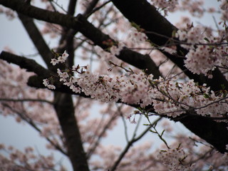 横浜　桜満開　三ツ池公園