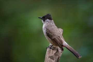 Sooty-headed Bulbul on branch in nature