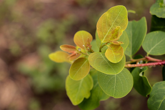 Lefe Macropanax dispermus Close up