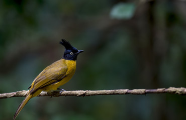 Black-crested Bulbul on branch in nature
