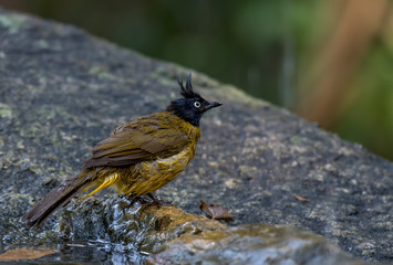 Black-crested Bulbul Wet on stone in nature