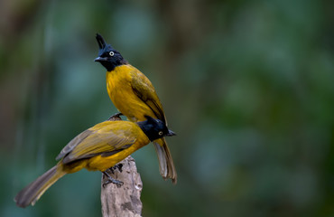 Black-crested Bulbul on branch in nature
