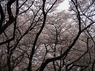 横浜　三ツ池公園　桜満開