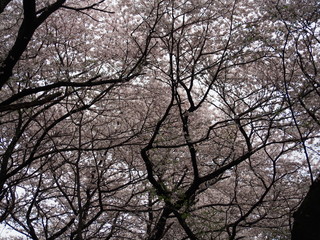 横浜　三ツ池公園　桜満開