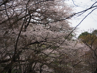 横浜　三ツ池公園　桜満開