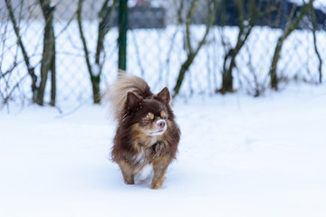 The shih tzu dog has playing snow in winter season at Helsinki, Finland.