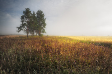 Fototapeta na wymiar misty summer morning in the field