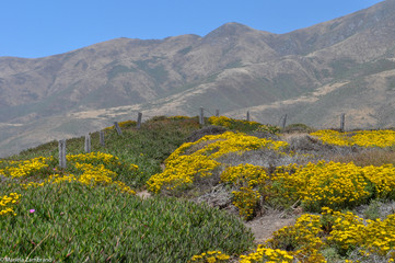 Spring flowers at the mountains