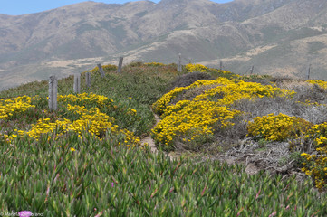 Spring at the mountain
