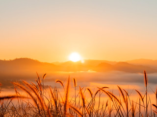 Fototapeta premium Silhouette wild grass flower in the morning with foggy at sunrise