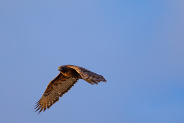 Red-tailed hawk flying in beautiful light, seen in the wild in North California
