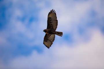 Red-tailed hawk flying in beautiful light against clouds, seen in the wild in North California