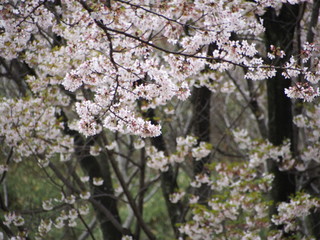 三ツ池公園　横浜さくら　お花見写真