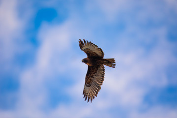 Naklejka na ściany i meble Red-tailed hawk flying in beautiful light against clouds, seen in the wild in North California
