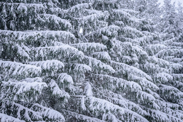 The branch of tree has covered with heavy snow in winter season at Lapland, Finland.