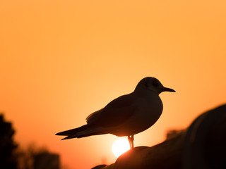 夕暮れの東京港とカモメ