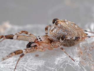 Macro Photo of Spider are on the Web Isolated on Grey Background