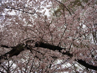 三ツ池公園　横浜さくら　お花見写真