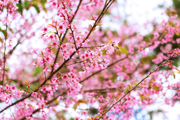 Cherry Blossoms in winter