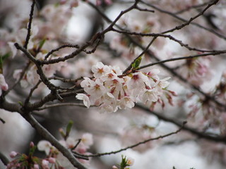 Obraz premium 三ツ池公園 横浜さくら お花見写真