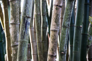 bamboo trees in the forest