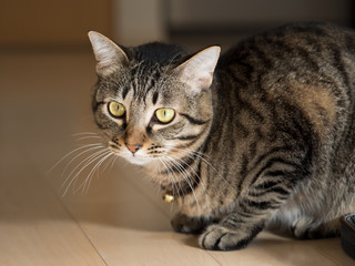 Obraz premium ネコ