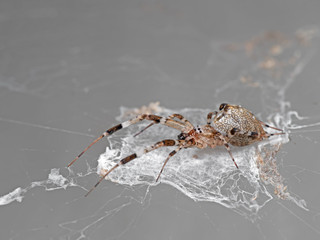 Macro Photo of Spider are on the Web Isolated on Grey Background