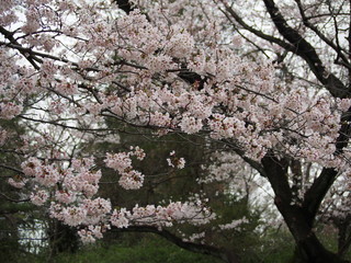 三ツ池公園　横浜さくら　お花見写真