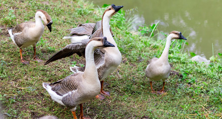 Family of ducks in garden