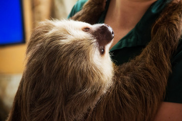 zoo keeper holding a sloth at the Naples Zoo in Florida