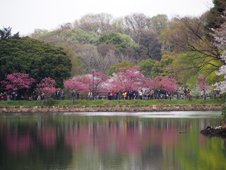 三ツ池公園　横浜さくら　お花見写真