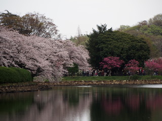 Naklejka premium 三ツ池公園 横浜さくら お花見写真