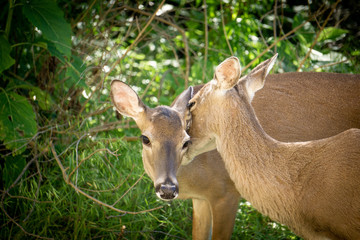 deer friends in the trees