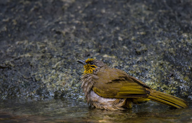 Stripe-throated Bulbul, Streak-throated Bulbul Wet on stone in nature