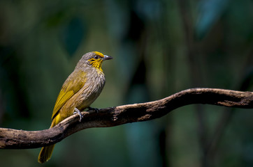 Stripe-throated Bulbul, Streak-throated Bulbul on branch in nature