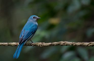 Verditer Flycatcher on branch in nature.
