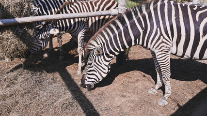 Fototapeta na wymiar zebra on the dry brown savannah grasslands.