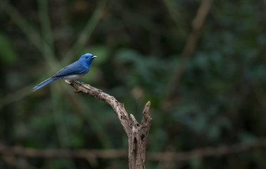 Black-naped Monarch on branch in nature.