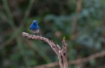 Black-naped Monarch on branch in nature.