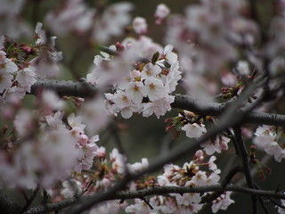 横浜市　三ツ池公園　お花見　桜満開