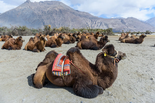 Camel in hunder sand dunes with daylight