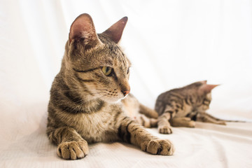 A portrait of a mother cat with her kitten in the background.