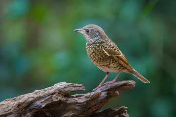White-throated Rockthrush Female on branch in nature.