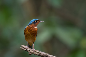 White-throated Rockthrush male on branch in nature.
