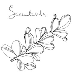 Vector Succulent floral botanical flower. Black and white engraved ink art. Isolated succulents illustration element.