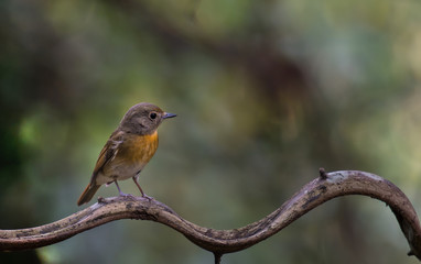 Ferruginous Flycatcher on branch in nature.
