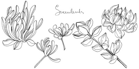 Vector Succulent floral botanical flower. Black and white engraved ink art. Isolated succulents illustration element.