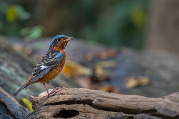 White-throated Rockthrush male on branch in nature.
