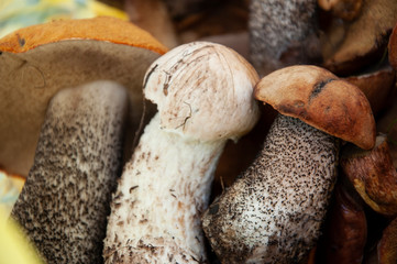 Background with white and orange-cap boletus mushrooms