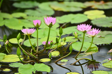 蓮の花